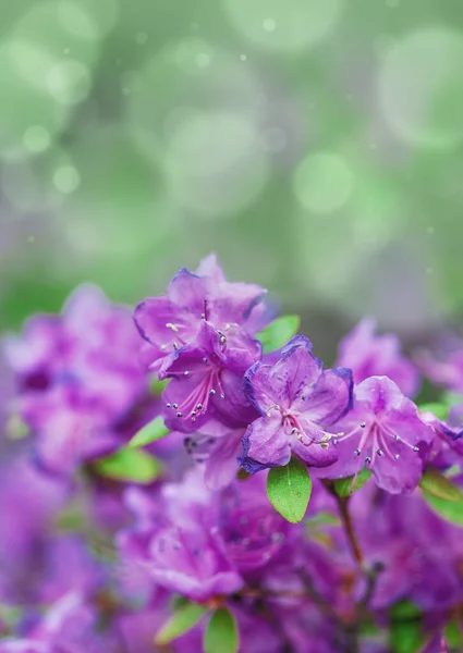 Beau Printemps Fleur Cerisier Sakura Fleurs Fond Pour Desig — Photo