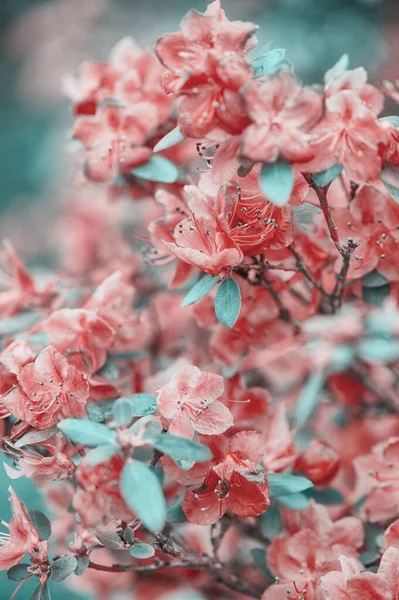 Beau Printemps Fleur Cerisier Sakura Fleurs Fond Pour Conception — Photo