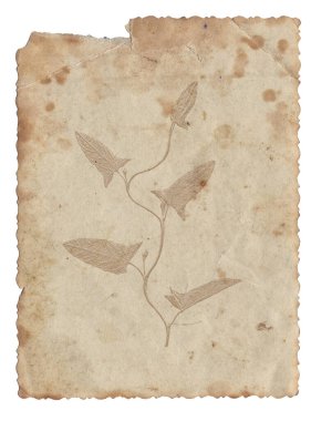 Bitki dokusunun beyaza izole edildiği eski, eski, kaba kağıt.