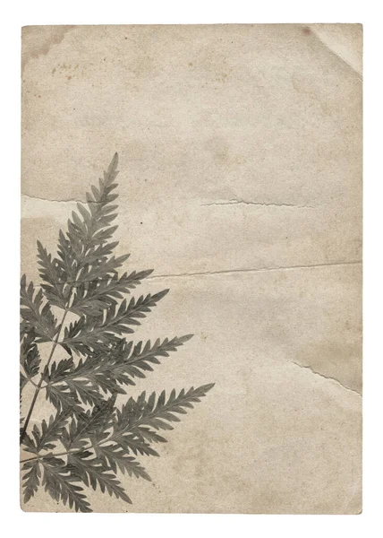 Vieux Papier Cru Rugueux Avec Rayures Taches Texture Plante Sèche — Photo