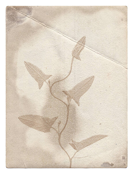Old vintage rough paper with plant relief texture isolated on white