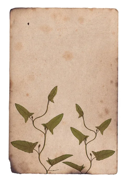 Vieille Texture Papier Avec Feuilles Plantes Sèches Vertes — Photo