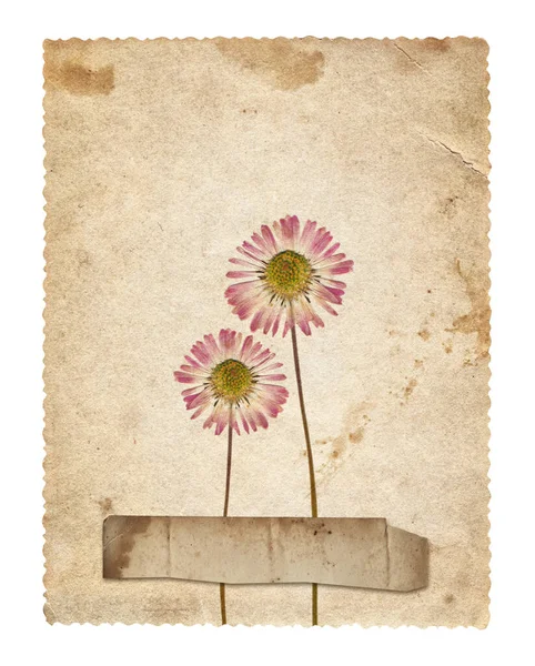 Fundo Vintage Com Textura Papel Envelhecido Velho Flores Secas — Fotografia de Stock