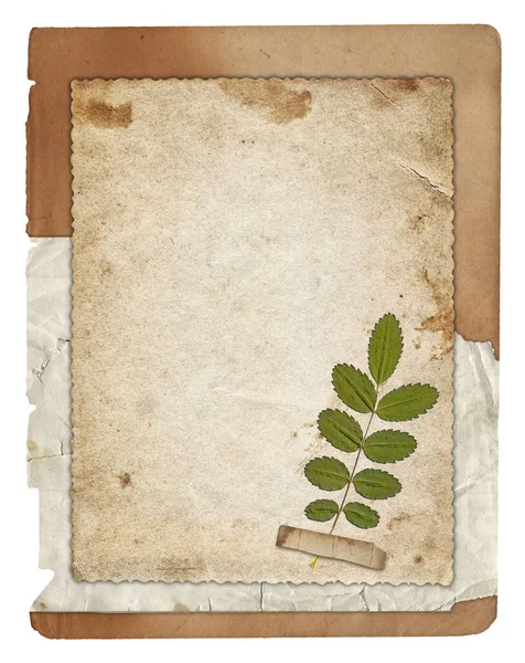 Vieille Texture Papier Avec Feuilles Plantes Sèches Vertes Isolées Sur — Photo