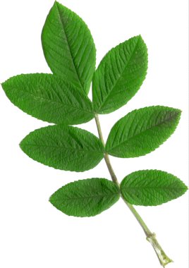 izole yeşil yaprakları ile şube