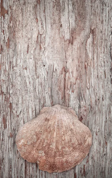 Concha de mar sobre el viejo fondo de madera — Foto de Stock