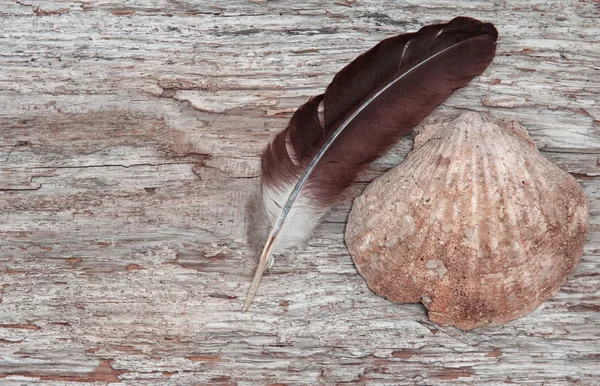 Seashell and feather on the old wooden background — Stock Photo, Image