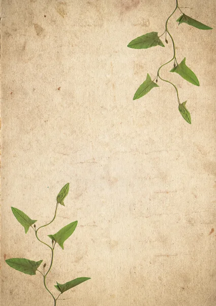 Oude vintage papier textuur met droog gras verlaat — Stockfoto
