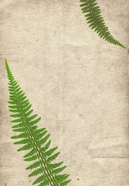 Oude vintage papier textuur met droge fern verlaat — Stockfoto