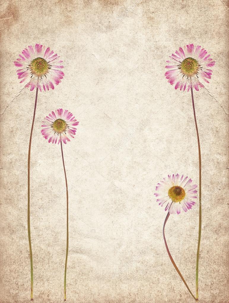 Old vintage paper texture with dry flowers 