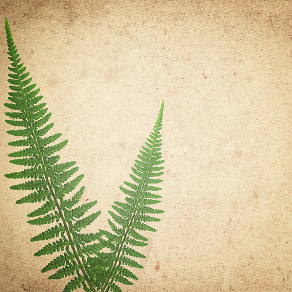 ld vintage paper texture background with green dry fern leaves