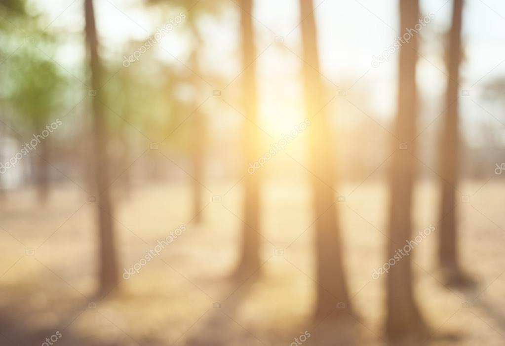 Abstract blurred nature background with sunlight
