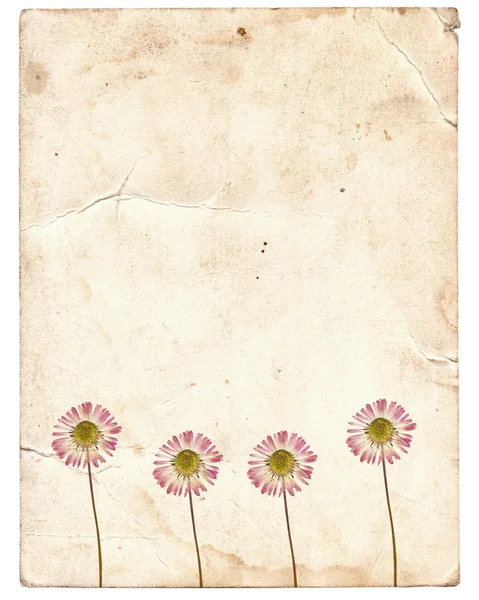 Staré vinobraní papír textury s suché květy — Stock fotografie