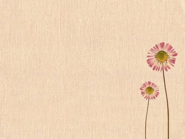 Old canvas texture with dry flowers — Stock Photo, Image