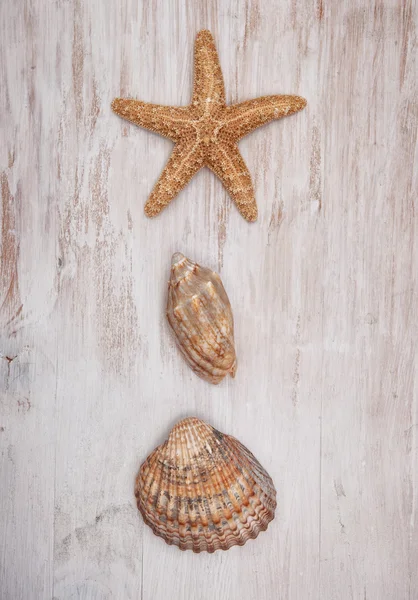 Seashells no velho fundo de madeira chique gasto — Fotografia de Stock