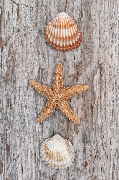Seashells na velha madeira chique gasto — Fotografia de Stock
