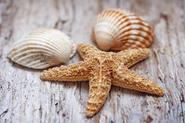 Cáscaras de mar en la vieja madera envejecida — Foto de Stock