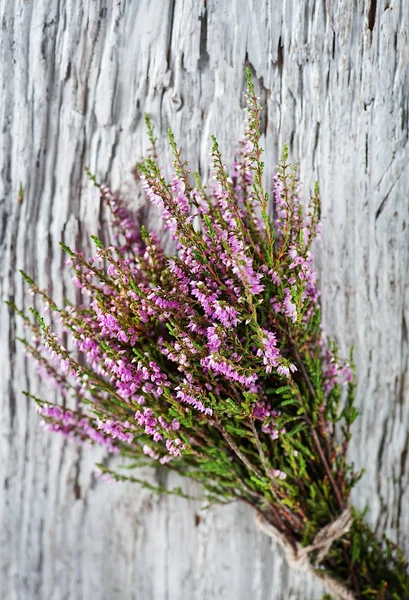 Bouquet of heather — Stock Photo, Image