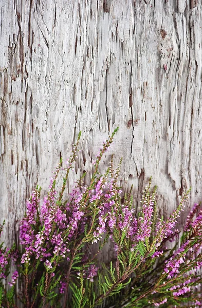 Heidekraut auf dem alten Holz — Stockfoto