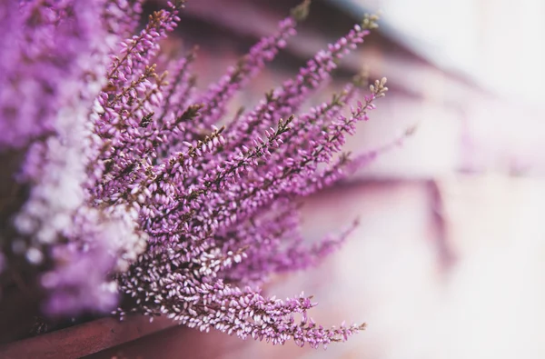 Pink heather flower blurred background — Stock Photo, Image