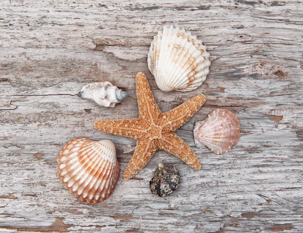 Seashells na velha madeira intemperizada — Fotografia de Stock