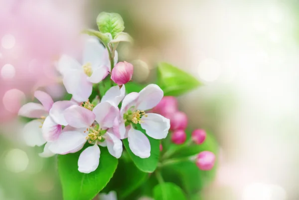 Fundo de primavera com flores de flor — Fotografia de Stock