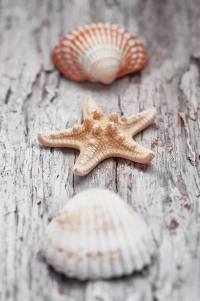 Cáscaras de mar en la vieja madera cruda y elegante — Foto de Stock