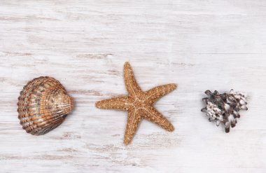 Eski püskü şık ahşap arka plan üzerinde kabukları