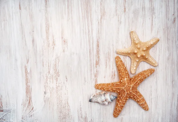 Seashells on the old shabby chic wood background — Stock Photo, Image