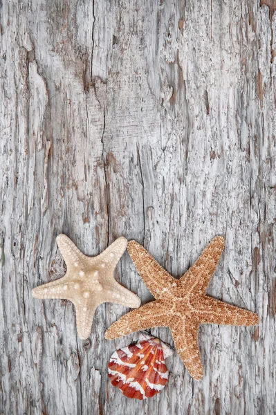 Seashells on the old wooden background — Stock Photo, Image