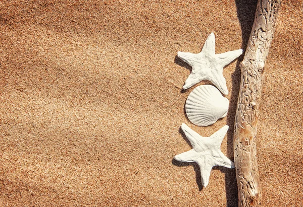 Zomer achtergrond met schelpen en droge tak — Stockfoto