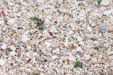 Sahilden deniz kumu yapısına yakın çekim.