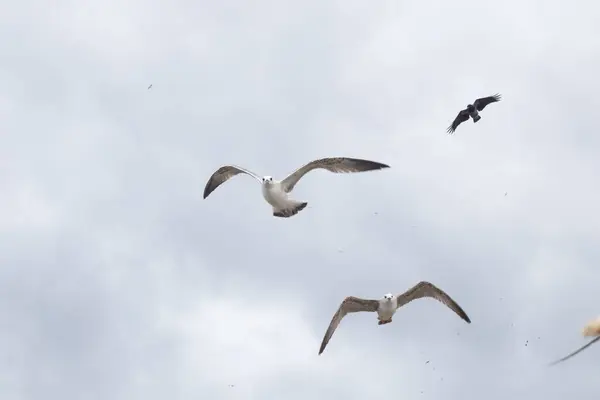 Un grupo de gaviotas en el cielo dramático — Foto de Stock