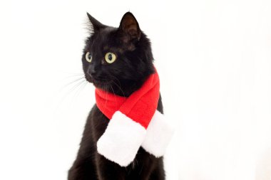 Noel elbisesi ve Noel Baba şapkası siyah kedinin üstünde. Noel Baba kostümlü kedi..