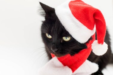 Kara kedi Noel Baba kostümü içinde üzgün. Noel elbisesi ve Noel Baba şapkası siyah kedinin üstünde. Noel beyazda izole