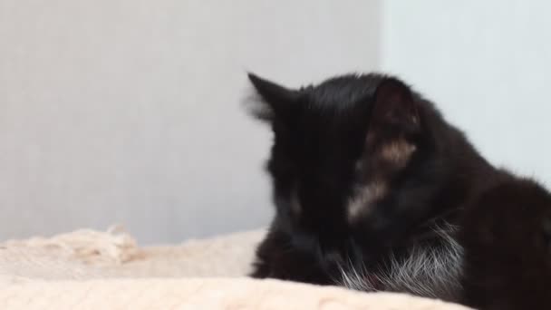 Svart katt tvättar och slickar sin tass och rengör sig på soffan — Stockvideo