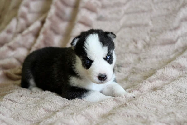 Bonito Azul Olhos Siberiano Husky Filhote Cachorro Mentiras Branco Ruim — Fotografia de Stock
