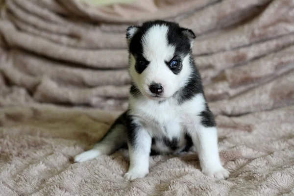 Bonito Filhote Cachorro Olhos Azuis Siberiano Husky Sentado Cama — Fotografia de Stock