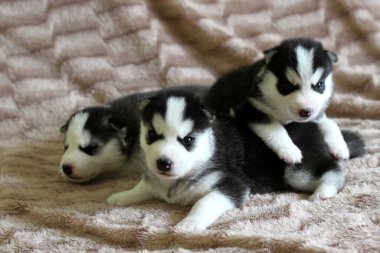 Mavi gözlü Sibirya Husky köpekleri paltoyla oynar.