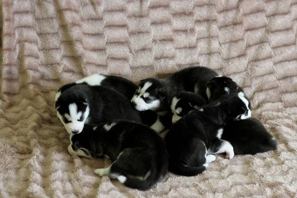 Filhotes Olhos Azuis Siberianos Husky Dormem Casaco — Fotografia de Stock