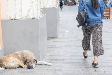 Sokakta uyuyan evsiz köpek. İnsanlar şehir caddesinde köpeğin yanından geçiyorlar..