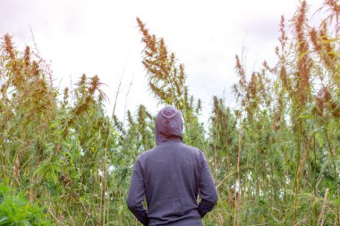 Kenevir tarlasında bir adamın arkası. Gün ışığında marihuana tarlası