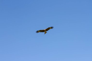 Mavi gökyüzünde uçan ve avlanan bir şahin.