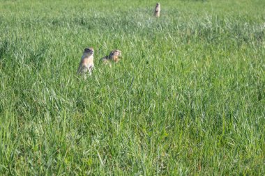 Vahşi otların arasında sincap ailesi..