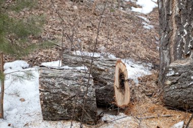 Ormanda büyük bir huş ağacının parçalarını kesmiş. Testereli huş kütükleri.