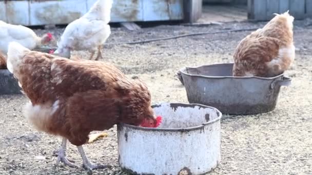 Chicken eating on farm. Hens feed on the rural barnyard. Chickens graze in the yard in a village — Stock Video