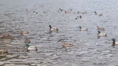 Nehirdeki vahşi ördekler. Ördekler nehirde yüzüyor. Kuş göçü.
