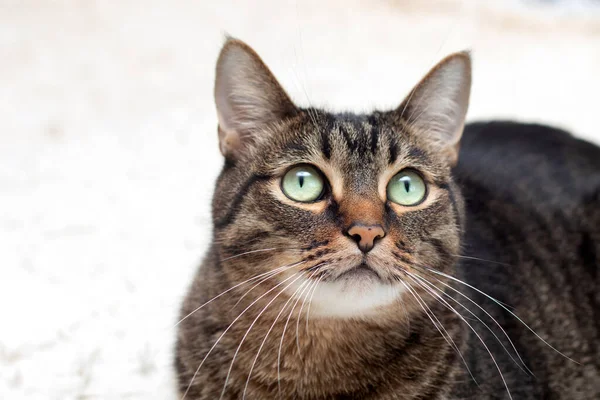 Porträtt Stor Katt Tabby Katt Med Förvånad Blick Vilar Diva — Stockfoto