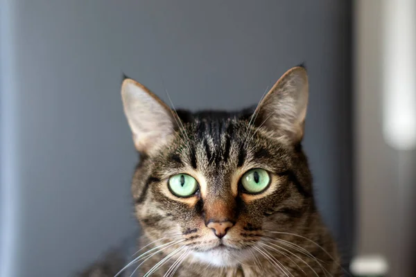 Grande Gatto Purosangue Strisce Guarda Scontento Nella Fotocamera — Foto Stock