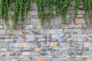 Işının bej tuğla duvar arka planında yeşil sarmaşık.